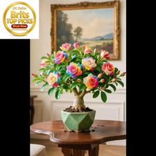 Desert Rose Bulbs for Planting Now UK Ornamental Perennial Greening Flower Uniq