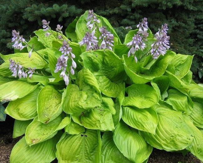 Pack x6 Hosta 'Sum and Substance' Perennial Garden Plug Plants 'Large Plugs'