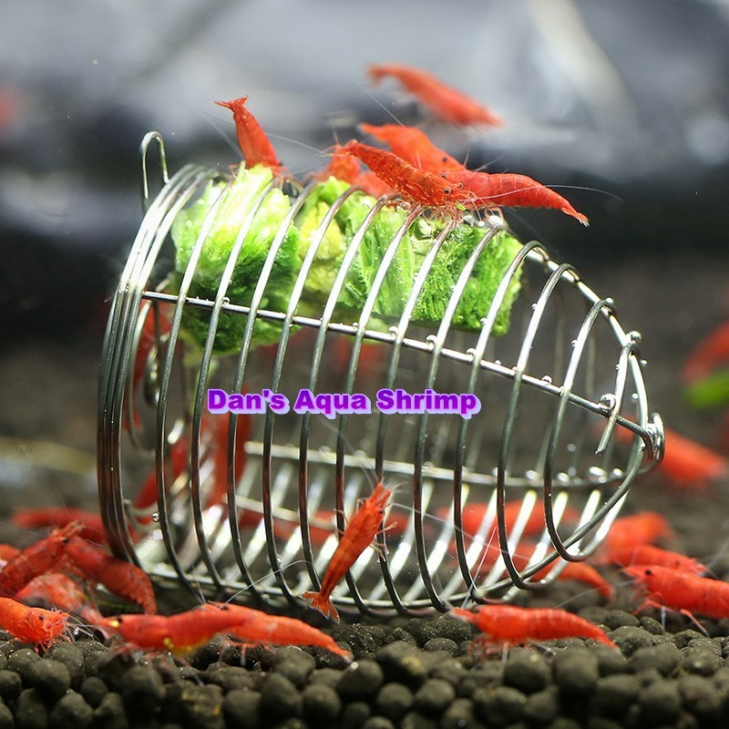 aquarium shrimp feeder