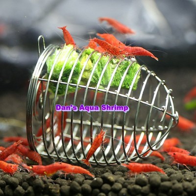 feeding cherry shrimp