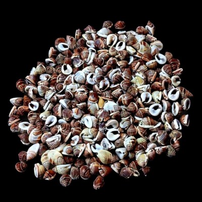 Partrige Tun Shell Partridge tun Shells For Craft Art Decor Natural Sea Shell approx.600 ...