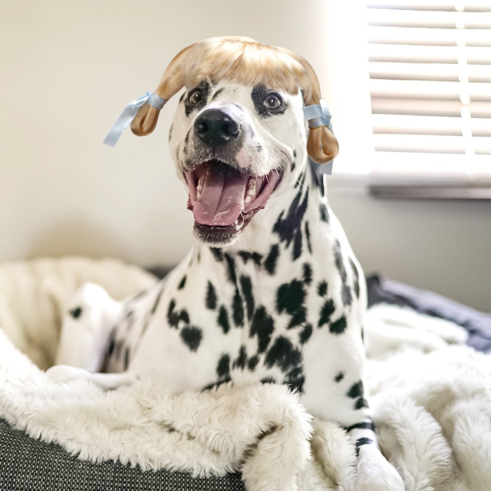 Accessori per per cani per cani da 1 pc per cuccioli per animali domestici. foto 3