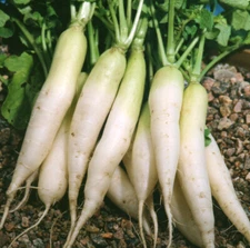 Daikon Radish Seed