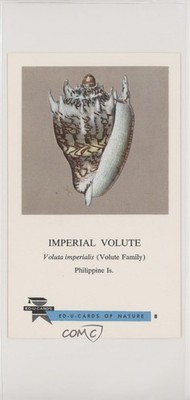 1961 Ed-U-Cards Sea Shells Imperial Volute #8 0w6