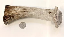 natural real moose antler