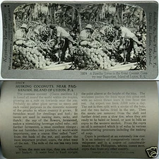 Keystone Stereoview Coconut Harvest, Philippine Islands of 600/1200 Set #1015 T1