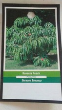 BONANZA PEACH 3'-4' Tree Live Healthy Trees Fruit Garden Plant