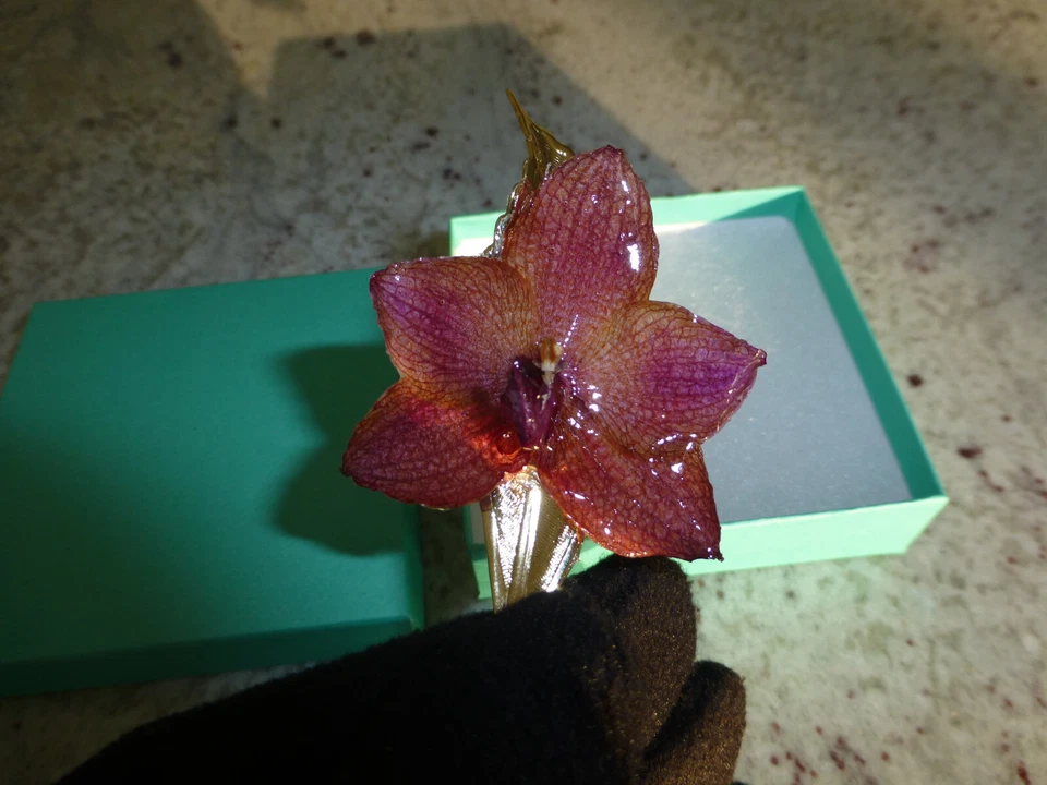 Phalaenopsis Real Phal Orchid Preserved Flower 14K Gold Plated Hair Clip - Image 2 of 4