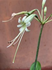 Rauhia decora VARIEGATED Amaryllis DRY TROPICAL Xeric Knollensukkulente RAR