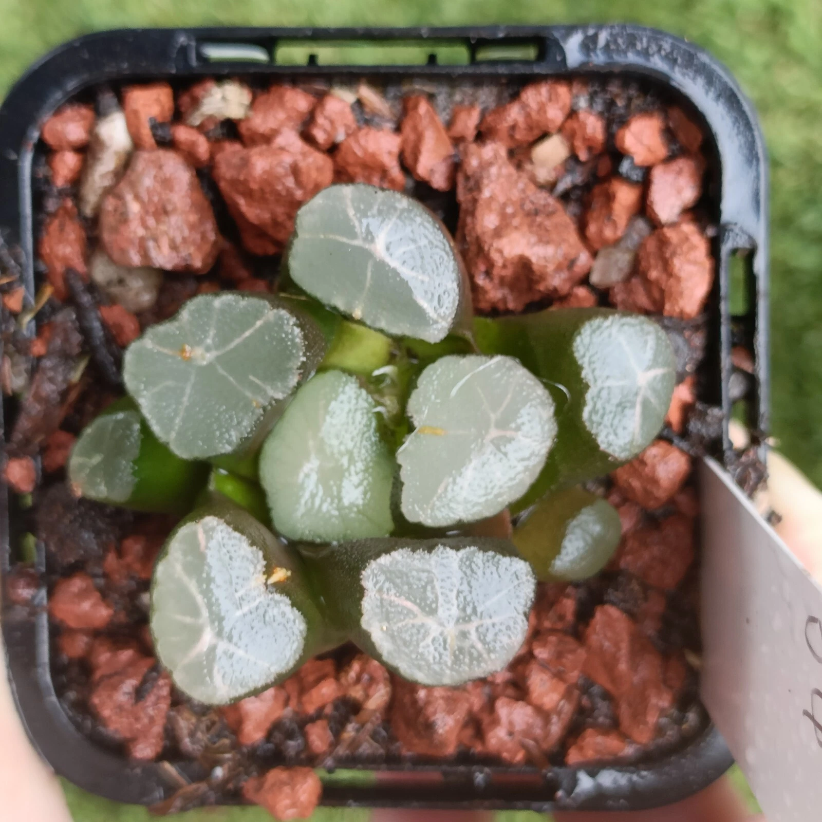 Haworthia Maughanii blue fire nice Succulent plant
Opens in a new window or tab