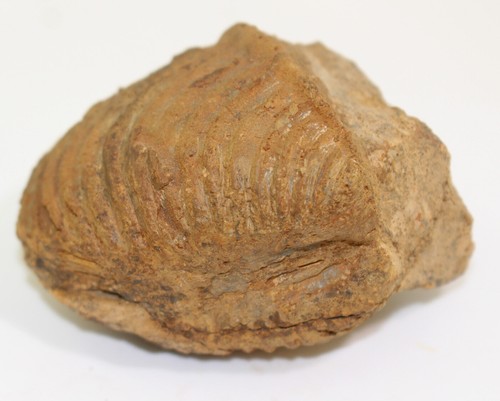 Conchiglia, Trigonia interlaevigata, Giura, Talheim, Germania -c354 - Foto 2 di 9