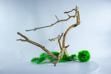Manzanita Aquarium Driftwood Branch: Aquascape, Reptile, Bonsai, Home Decor 19"