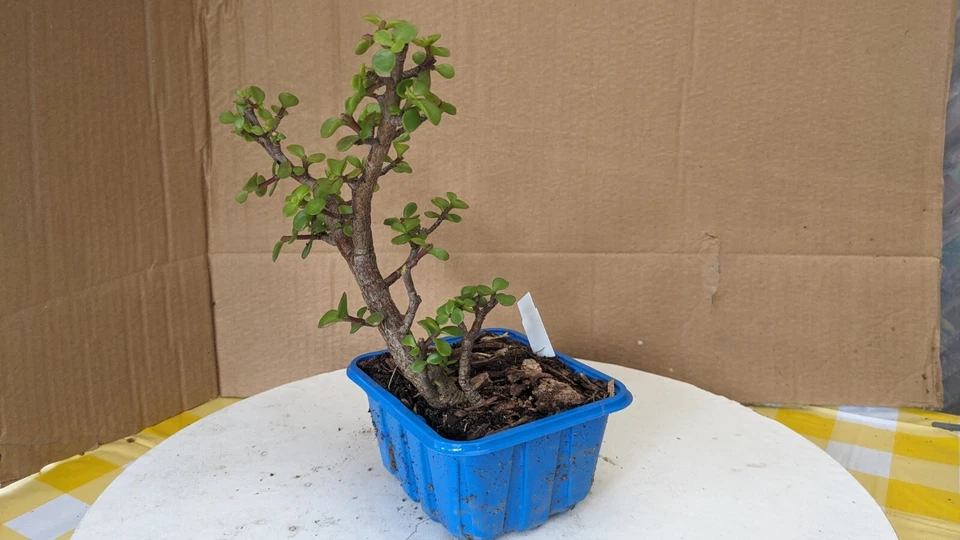 Pre Bonsai -mini Jade-Portulacaria -Unique Fantastic -Easy Care Tropical (PJ03) - Image 4 of 4