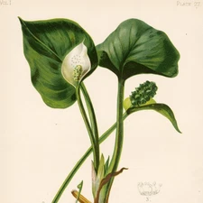 1878 Prang Native Flowers & Ferns Stone Chromolithograph, Pl. 27 Calla Palustris