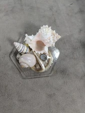 Small Mixed Sea Shells On Small Coaster Home Office Decor 