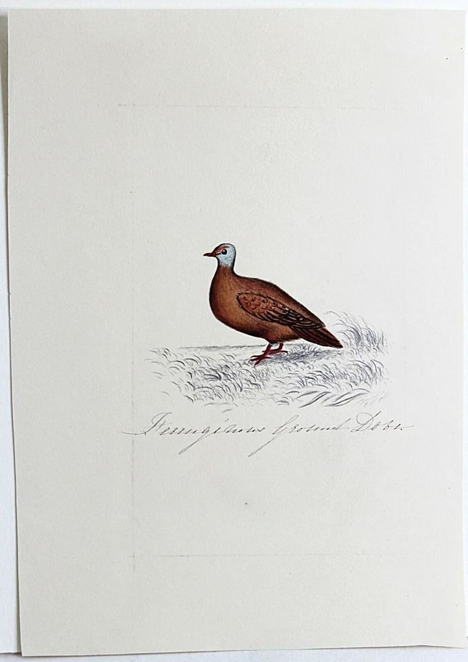 Dibujo a lápiz de colores de trabajo Edward Lear 1835 del libro de dibujo de artista #2 Foto 2 de 4