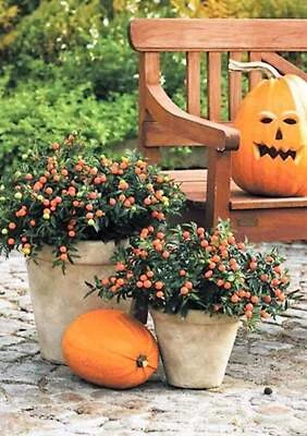 SEEDVILLE USA 25 JERUSALEM CHERRY Madeira Winter Solanum Pseudocapsicum Flower Seeds