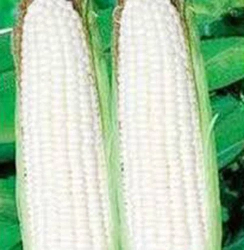 CORN, WHITE, STOWELL'S EVERGREEN, HEIRLOOM,  20+ SEEDS, DELICIOUS N SWEET