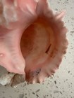 Pink Mouth Murex Phyllonotus Erythrostomy Sea Shell Set of two (2) — photo 9