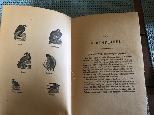 1887 1st Edition Illustrated Book Of Birds - Picture 4 of 8