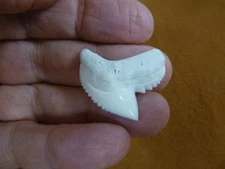 (s5-68) 1-1/4" inch modern White TIGER SHARK TOOTH teeth made to order pendant