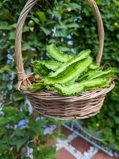 10 Winged Bean Seeds, Dau Rong, Winged pea, Four-Angled beans, Heirloom Non-GMO