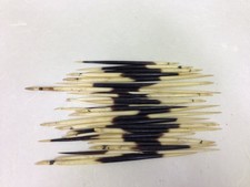 African Porcupine Quills Lot of 3