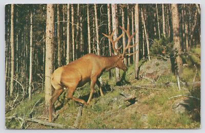 Animal~Prime Bull Elk In Woods @ Yellowstone Natl Park~Postmarked~Vintage PC