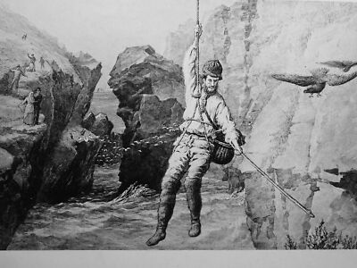 c1893 Druck SHETLAND CRAGSMAN / EIERJAGD Leben in Shetland von Frank Barnard