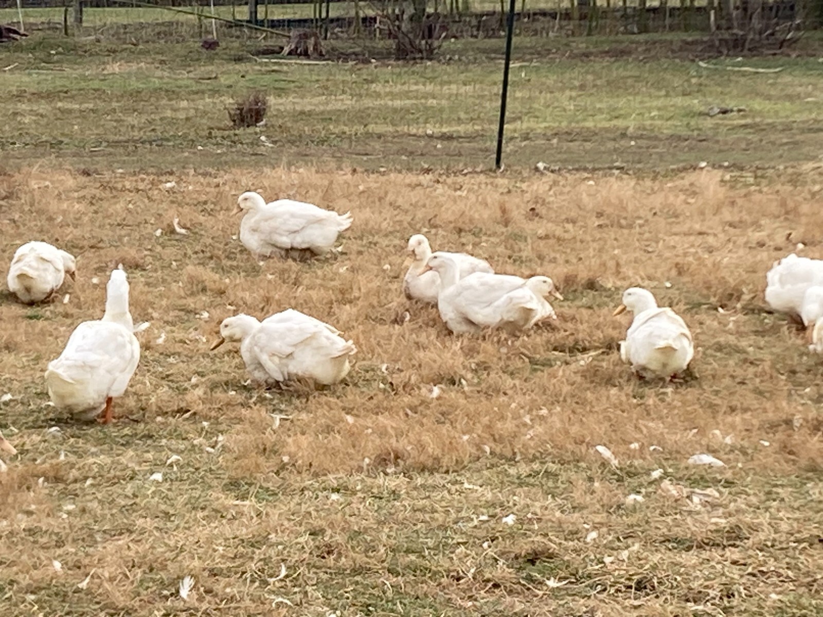 12 Exhibition Aylesbury Duck Eggs Presale eBay