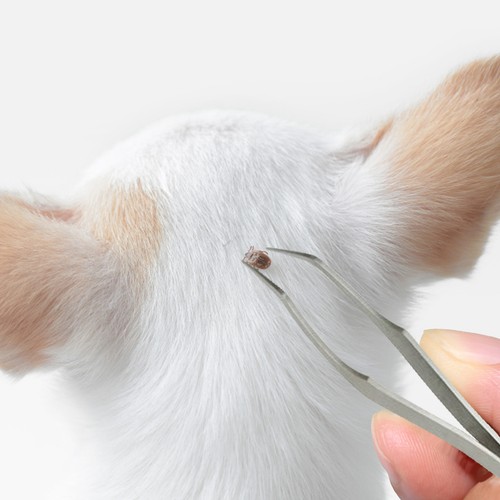 2-in-1 Tick Remover Tool Tweezers for Humans & Pets Flea Stainless Steel - Picture 2 of 13