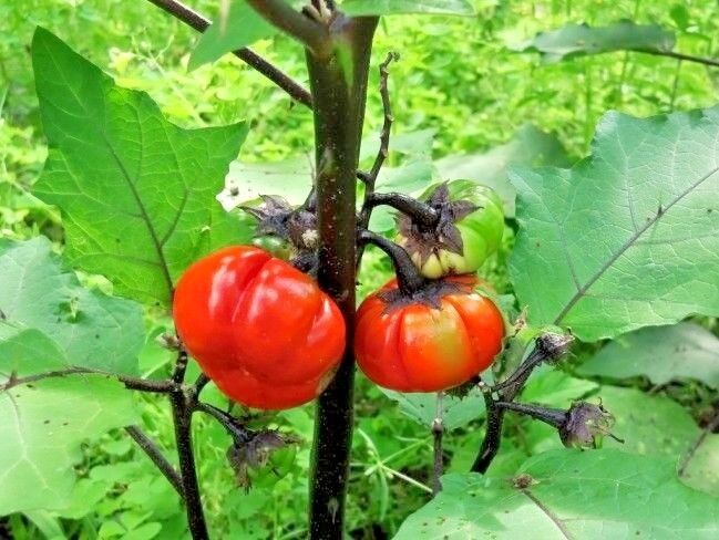 Pumpkin on a Stick (Chinese Scarlet Eggplant) - 10 Seeds