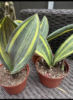 Sansevieria Masoniana Variegated Whale Fin Rooted In 6 Pot | eBay