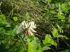 Photo 6x4 White Clover - Trifolium repens Grappenhall  c2005
