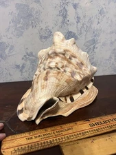 HORNED King Helmet CONCH SHELL Horn LARGE 8.5”