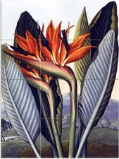 Flowers R. Thornton Tile Mural Kitchen Bathroom Wall Backsplash Marble Ceramic