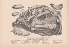 Prähistorische Knochenfunde Höhle Thiede Salzgitter DRUCK von 1903