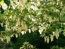 Davidia Involucrata Seed, Hardy Dove Tree, Handkerchief or Ghost Tree,