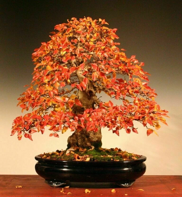 Foto 1 di 2