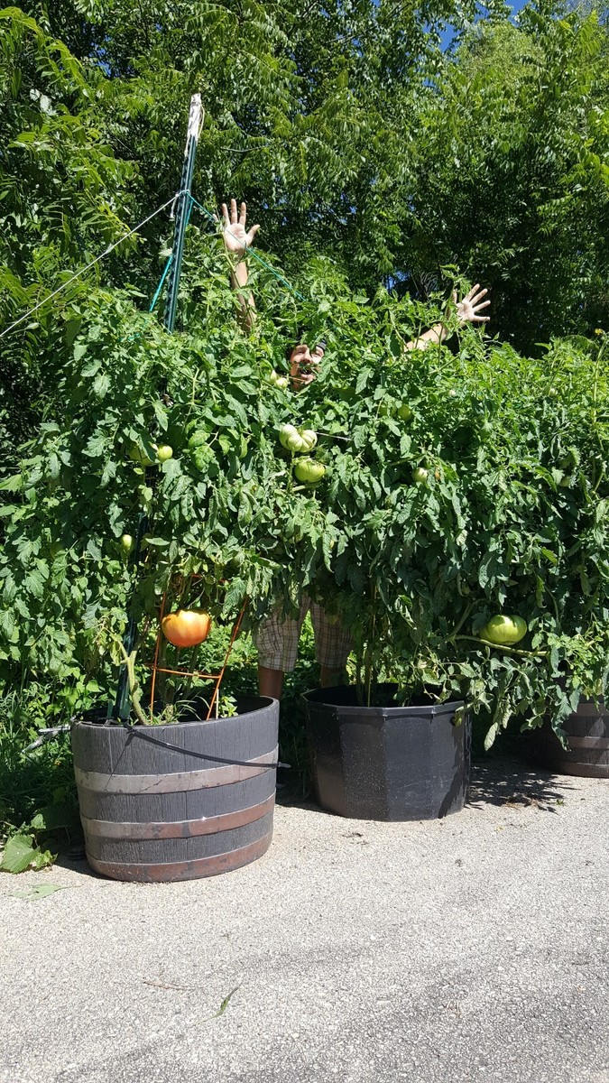 Giant Tomato Seeds X20! Big Zac! Award Winning! Can Produce