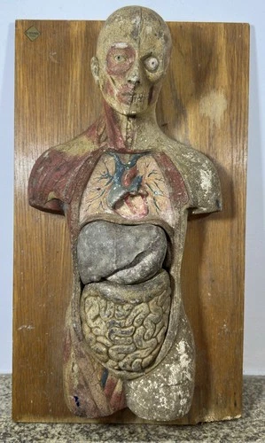 Nerea BOUBÉE (1806-1862) Polychrome Anatomical Skinned Model circa 1930 Doctor