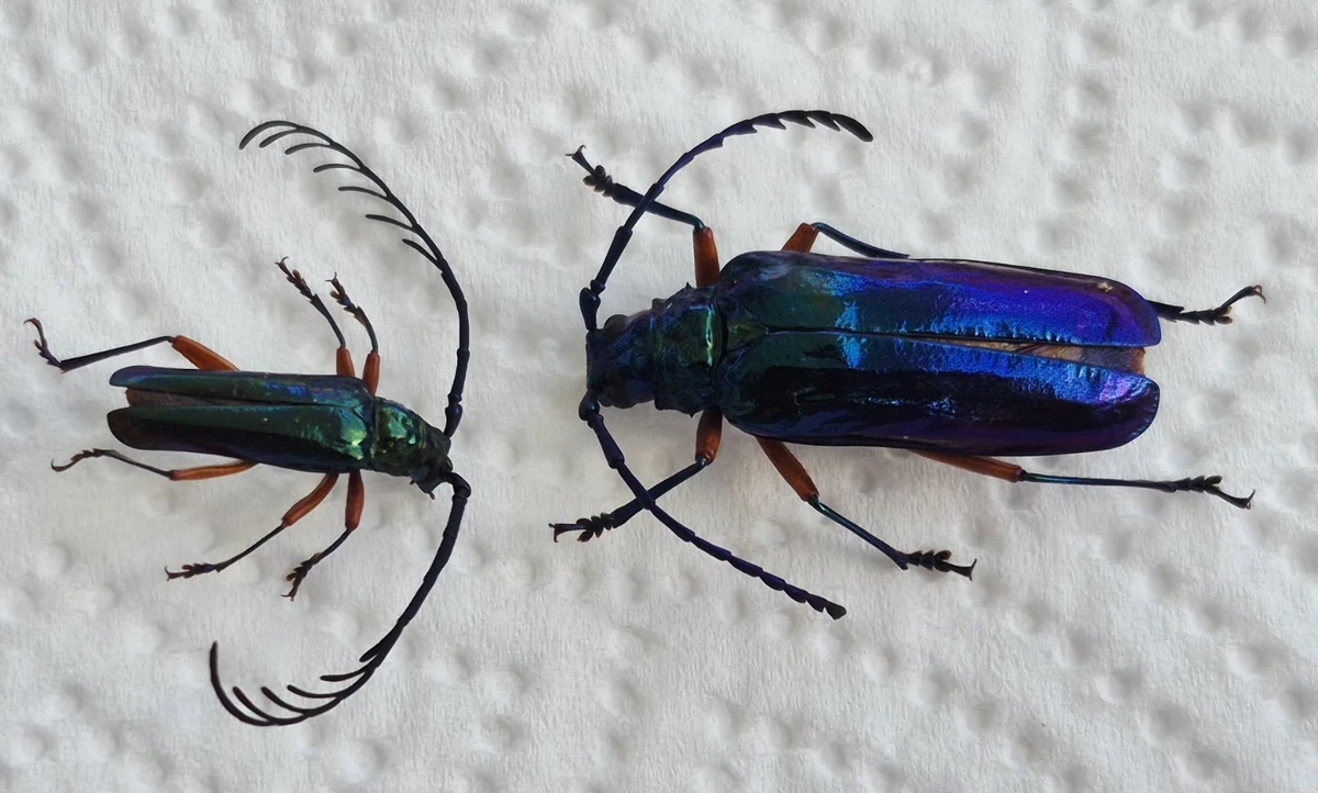 Cerambycidae Beetle for sale | eBay