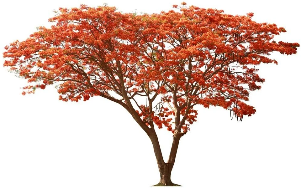 25 Samen Delonix Regia Royal Poinciana extravaganter Flammenbaum - Bild 3 von 4