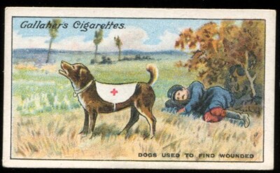 Tabakkarte, Gallaher, DIE GROSSE KRIEGSSERIE, 1915, Hunde gebraucht zum Fund von Verwundeten, #13