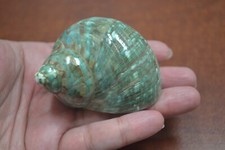 GREEN PEARL TURBO SHELL HERMIT CRAB 2" - 2 1/2"