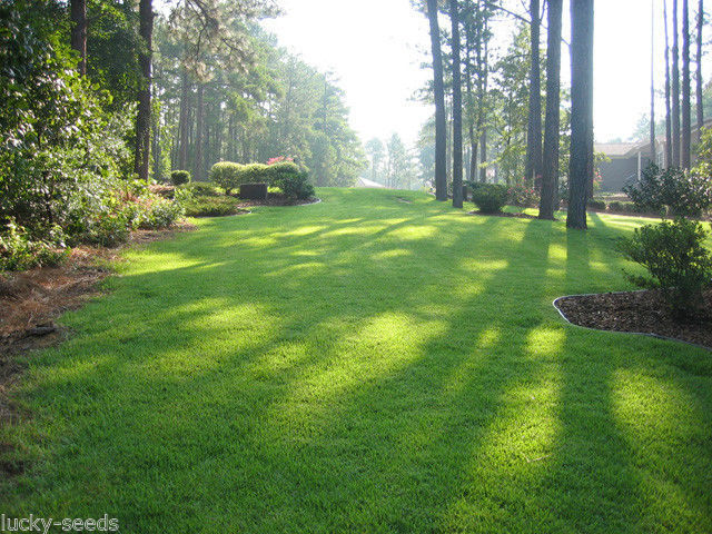 MILLET - ヨッシーです。 Pennington Zenith Zoysia Grass Seed + Mulch - 5 Lbs. | Seed