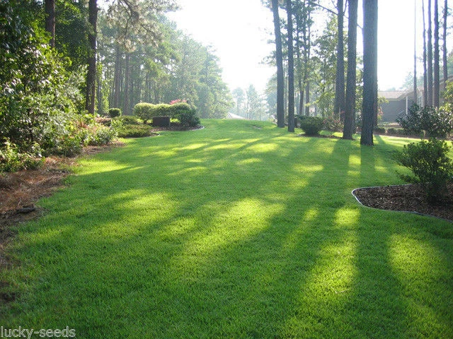 On Backorder Ships Feb 2025 Zenith Zoysia Grass Seed 100 Pure 1 4 Lb
