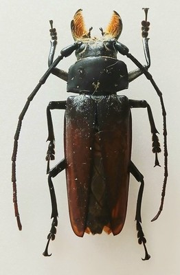 Callipogon Barbatus Longhorn männlicher Käfer Set x1 (A-) Entomologie ohne Daten D1