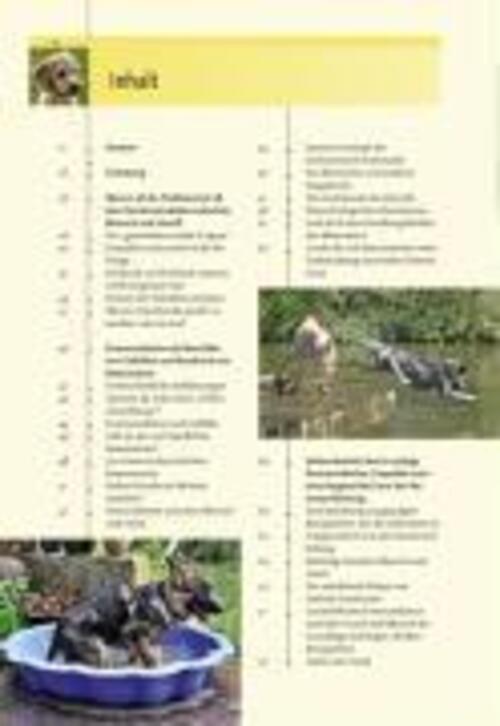 Thumbnail - Ausdrucksverhalten Beim Hund | Dorit Feddersen-petersen | Buch | 496