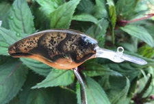 SPEEDBAITS Custom Airbrushed Evergreen Combat Crank CLONE Crankbait 